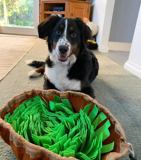 Nonslip Dog Snuffle Mat — Pawsome Pets New York