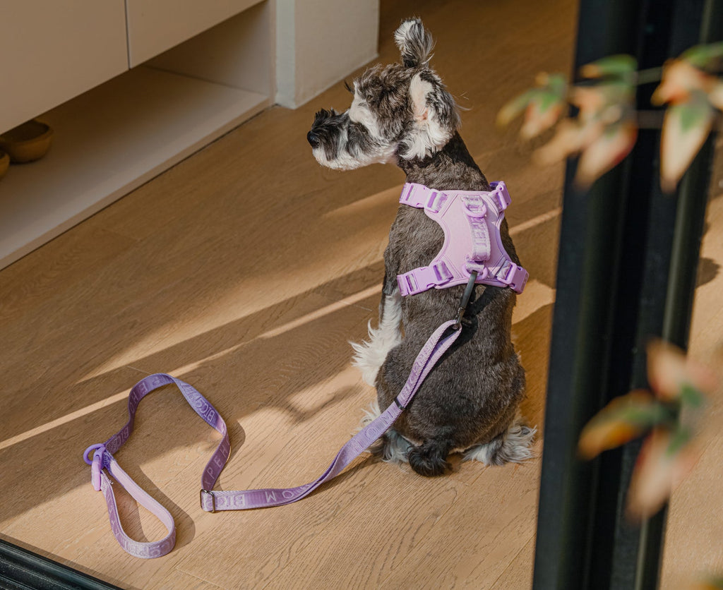 Padded Dog Leash — Apricot